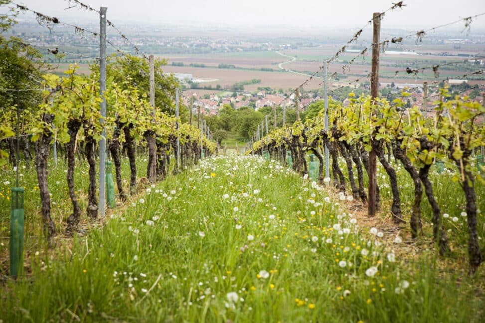 randonnée Bourgogne